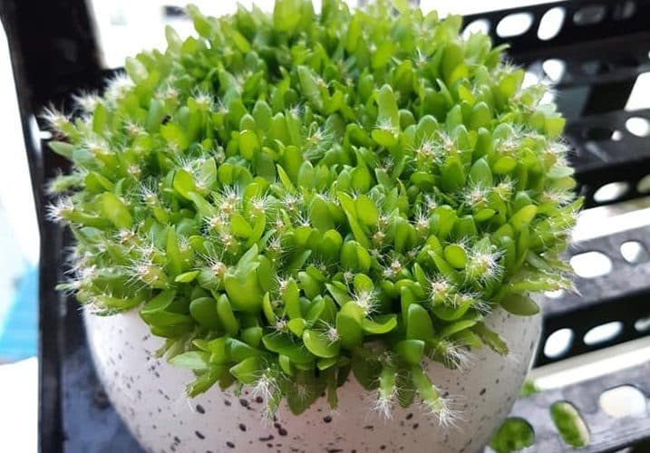 Cách trồng cỏ may mắn đơn giản bằng hạt thanh long