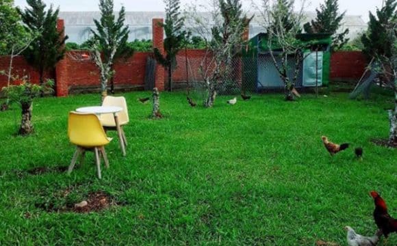 Lý Nhã Kỳ bỏ 50 tỷ mua đất Đà Lạt trồng rau, nuôi gà