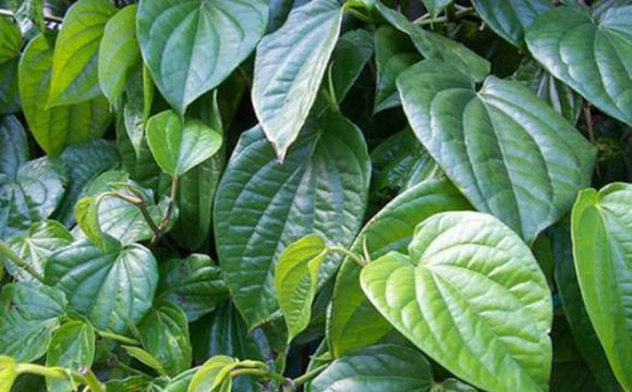 10 cách trị tàn nhang tại nhà hiệu quả và tiết kiệm