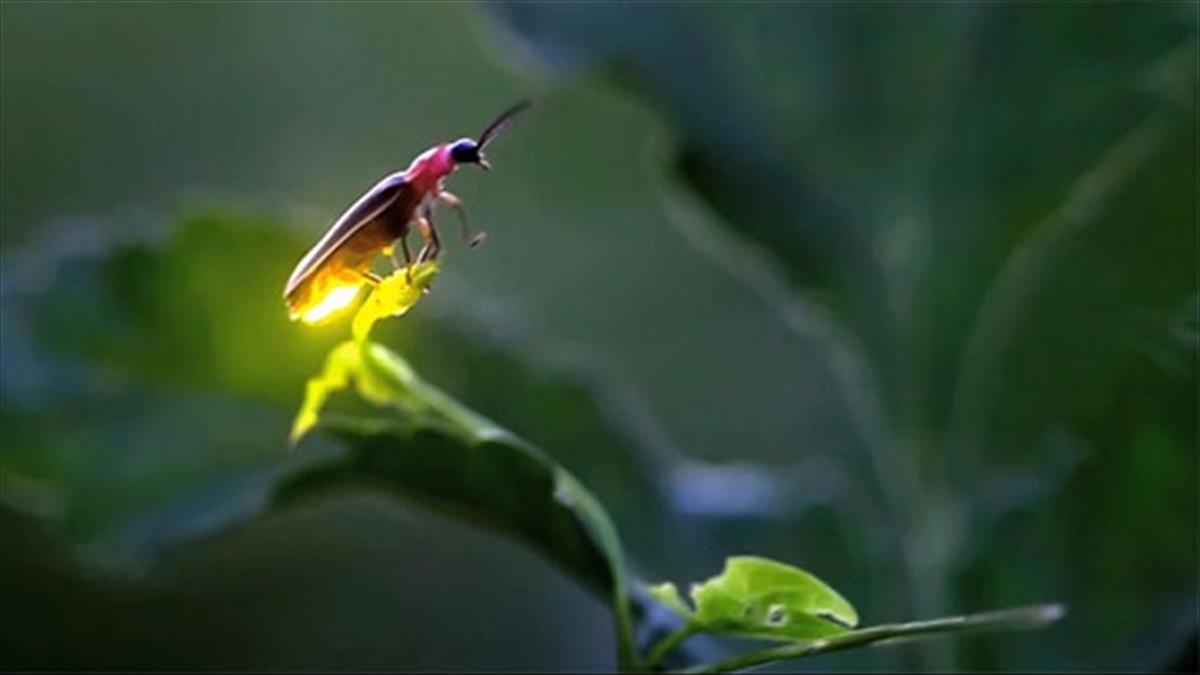 Nằm mơ thấy đom đóm Nằm mơ thấy đom đóm