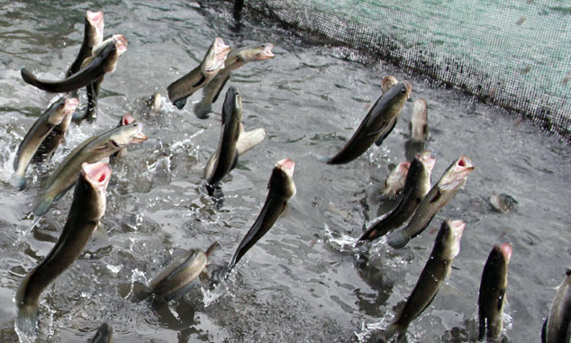 Giải mã giấc mơ thấy cá có ý nghĩa gì