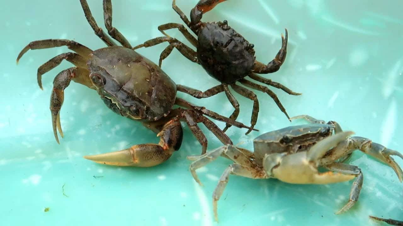 Giải mã ý nghĩa khi nằm mơ thấy con cua