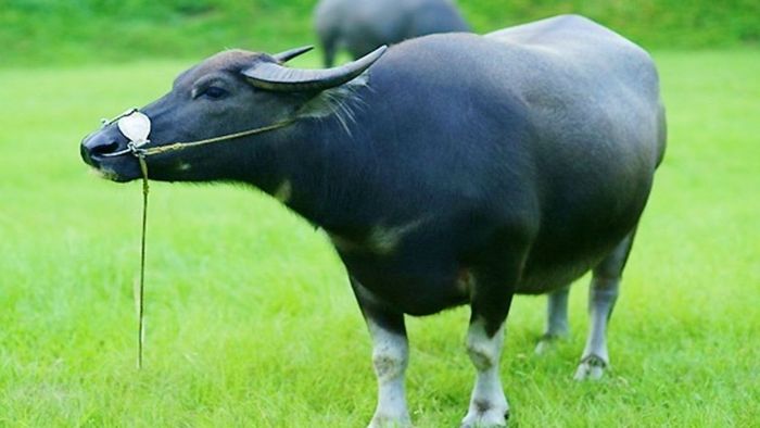 Mơ thấy trâu có ý nghĩa như thế nào