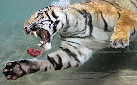 Giải mã giấc mơ thấy hổ