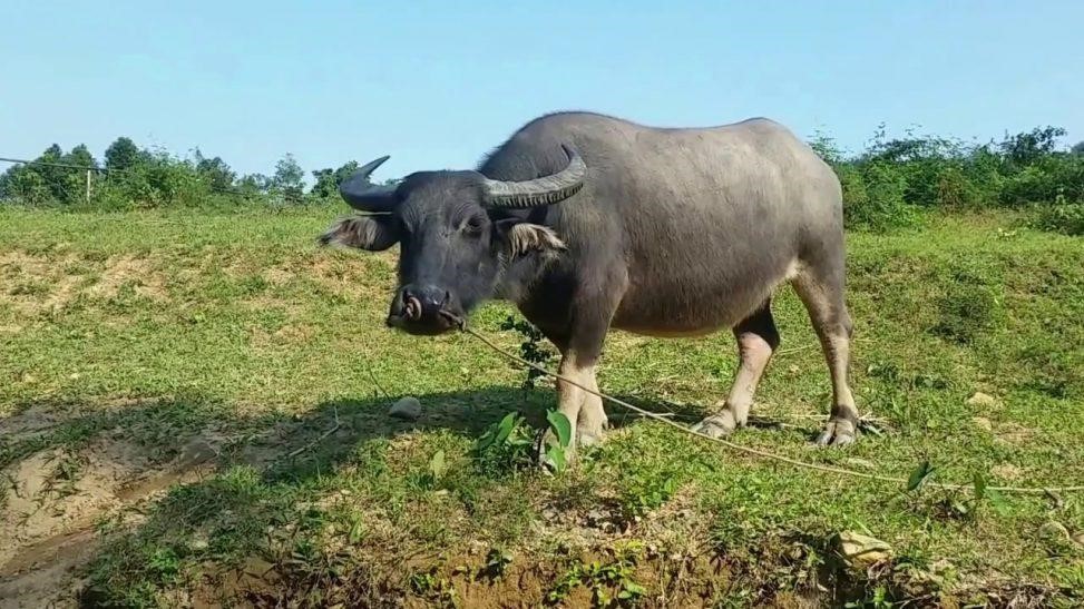 Mơ thấy trâu có ý nghĩa như thế nào