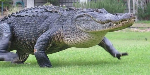 Mơ thấy cá sấu là điềm báo lành hay dữ?