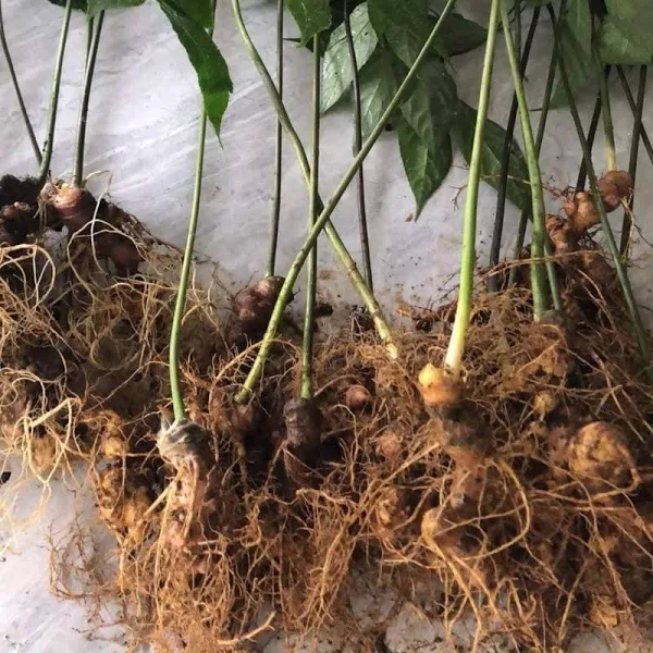 Sâm Ngọc Linh: Vị thuốc quý và hướng phát triển bền vững tại Quảng Nam