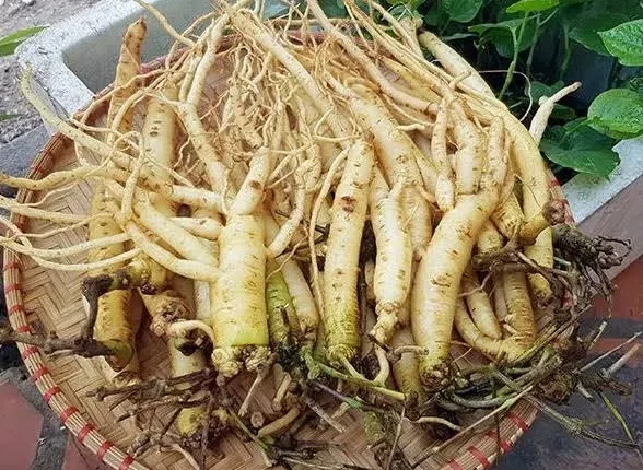 Sâm Ngọc Linh: Vị thuốc quý và hướng phát triển bền vững tại Quảng Nam